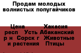 Продам молодых волнистых попугайчиков › Цена ­ 800 - Хакасия респ., Усть-Абаканский р-н, Сорск г. Животные и растения » Птицы   